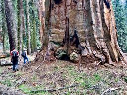 giant sequoia and hikers