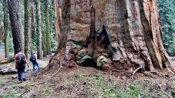 the base of a giant sequoia tree