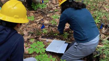 seedling study in Harvard Forest